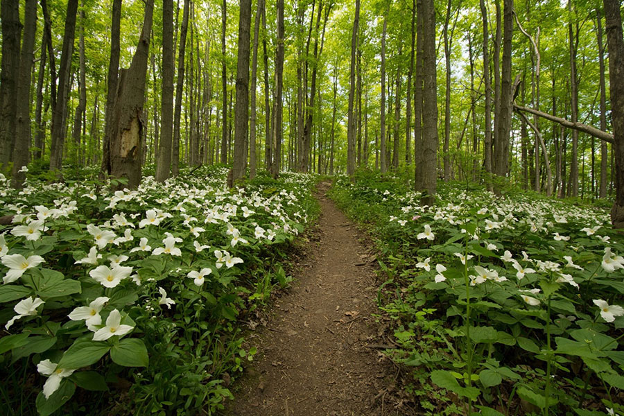 Luxury Homes in Blue Mountain